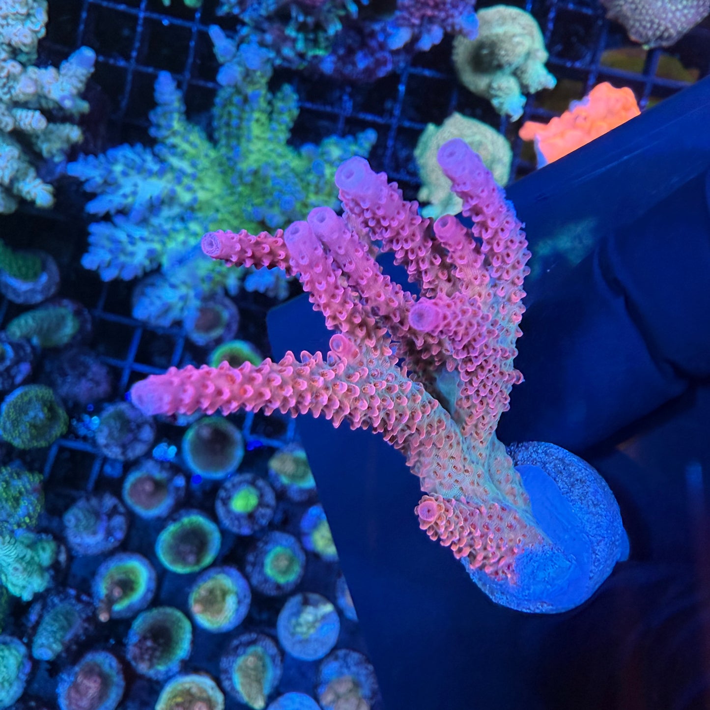 WYSIWYG PC Rainbow Acropora Colony