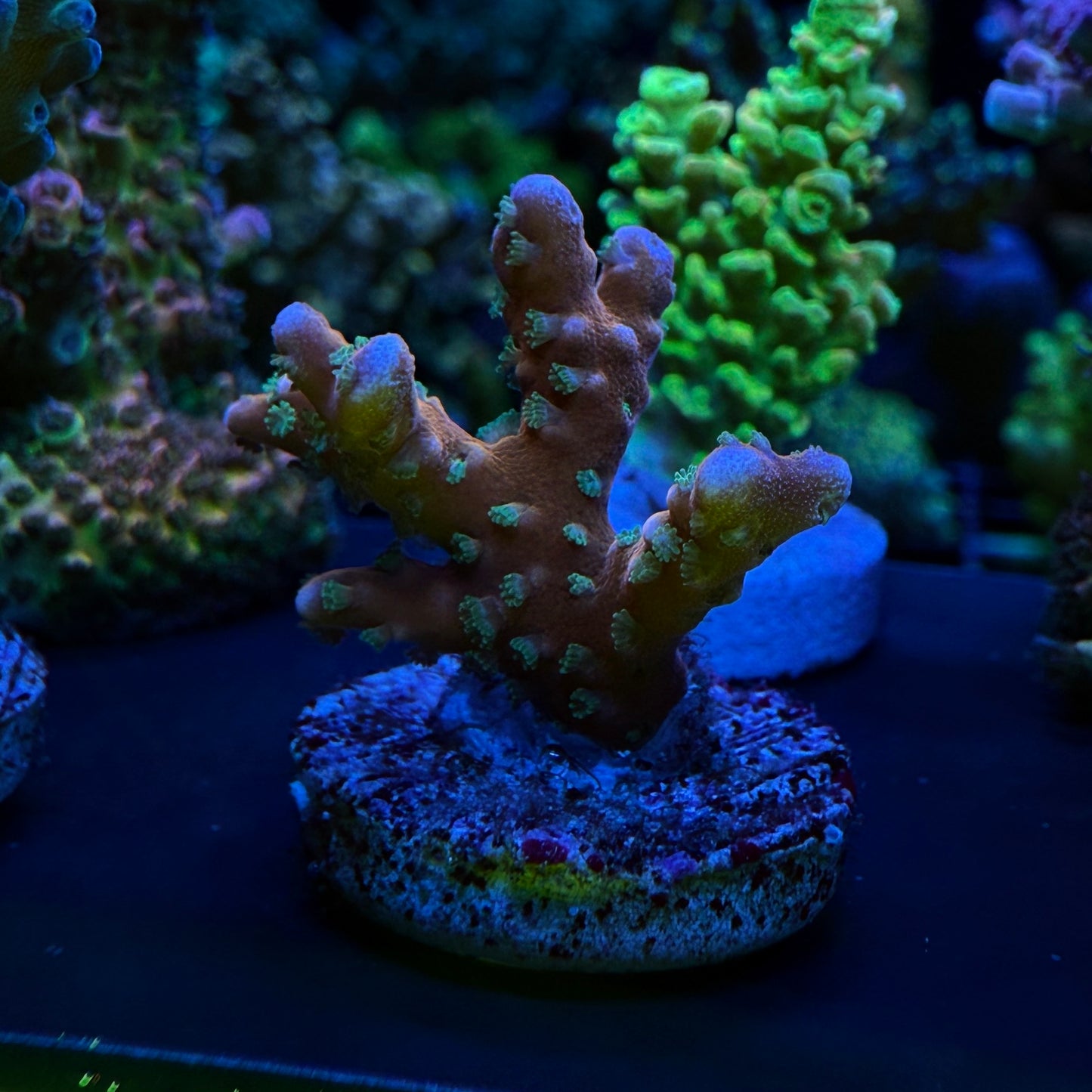 WYSIWYG Tropicana Anacropora