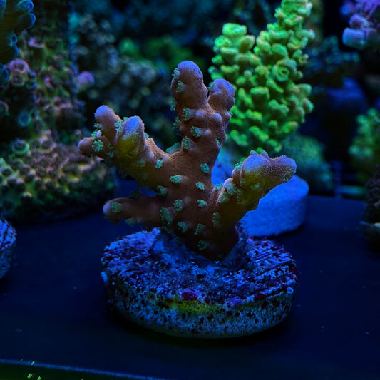 WYSIWYG Tropicana Anacropora