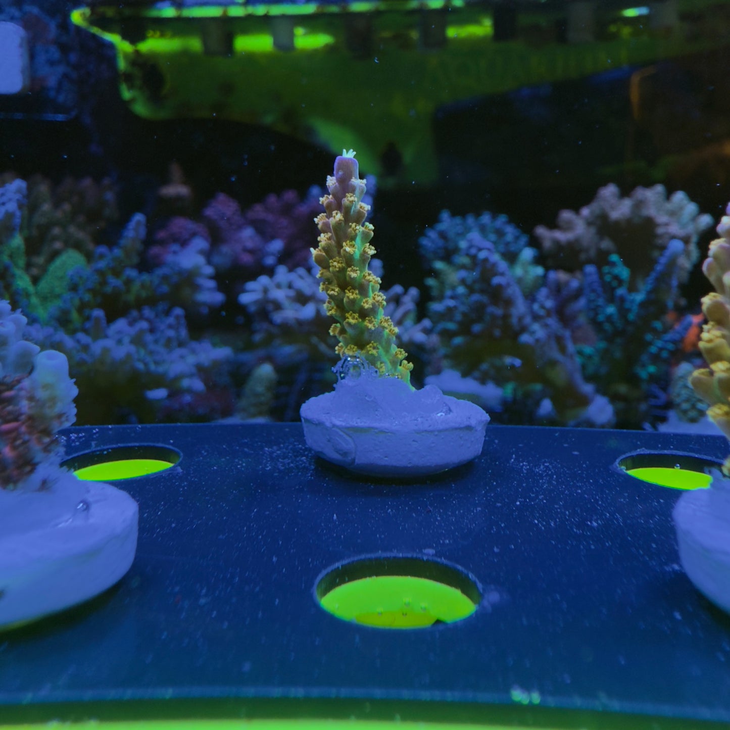 WYSIWYG Rainbow Loom