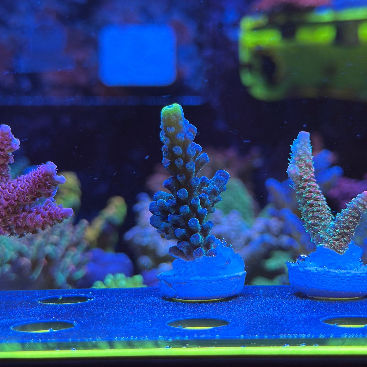 WYSIWYG WWC Yellow Tip Tort