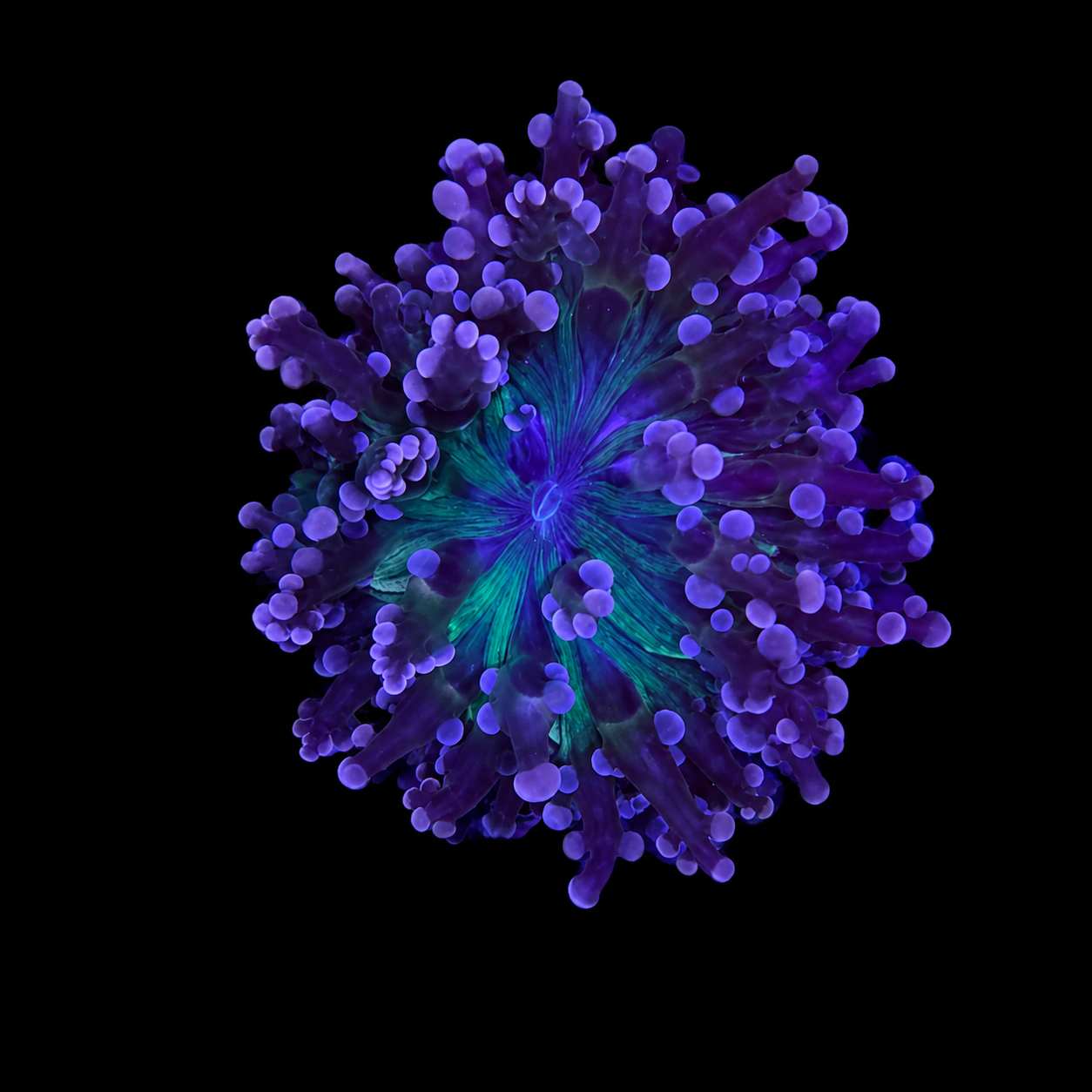 WYSIWYG Green Tiger Frogspawn Coral
