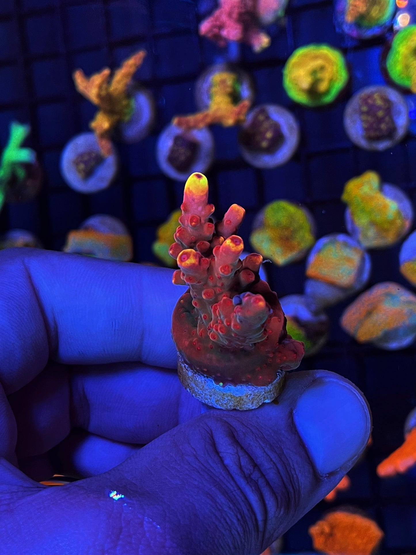 JF Flame Acropora