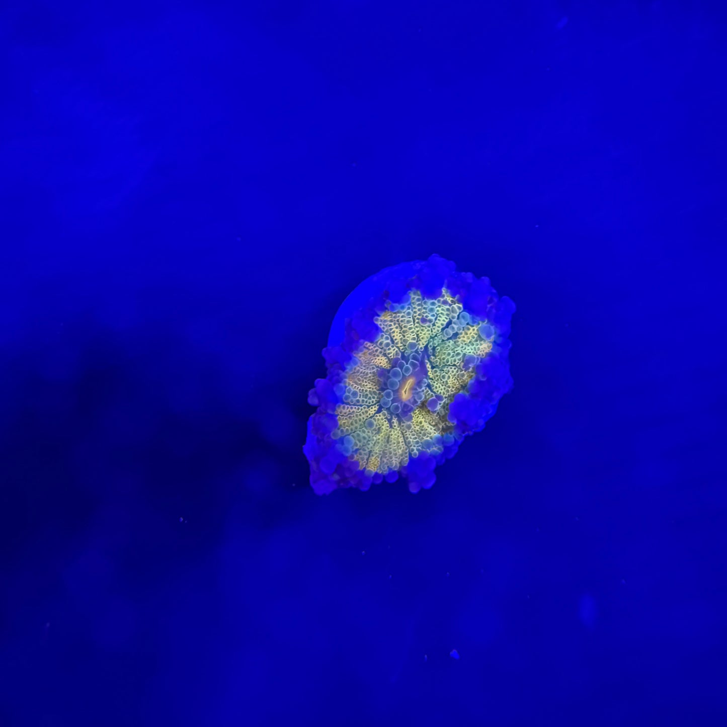 WYSIWYG High End Mushroom Coral