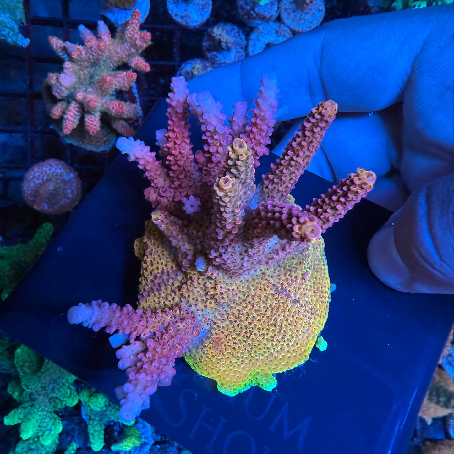 WYSIWYG PC Rainbow Acropora Colony
