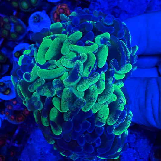 WYSIWYG Splatter Hammer