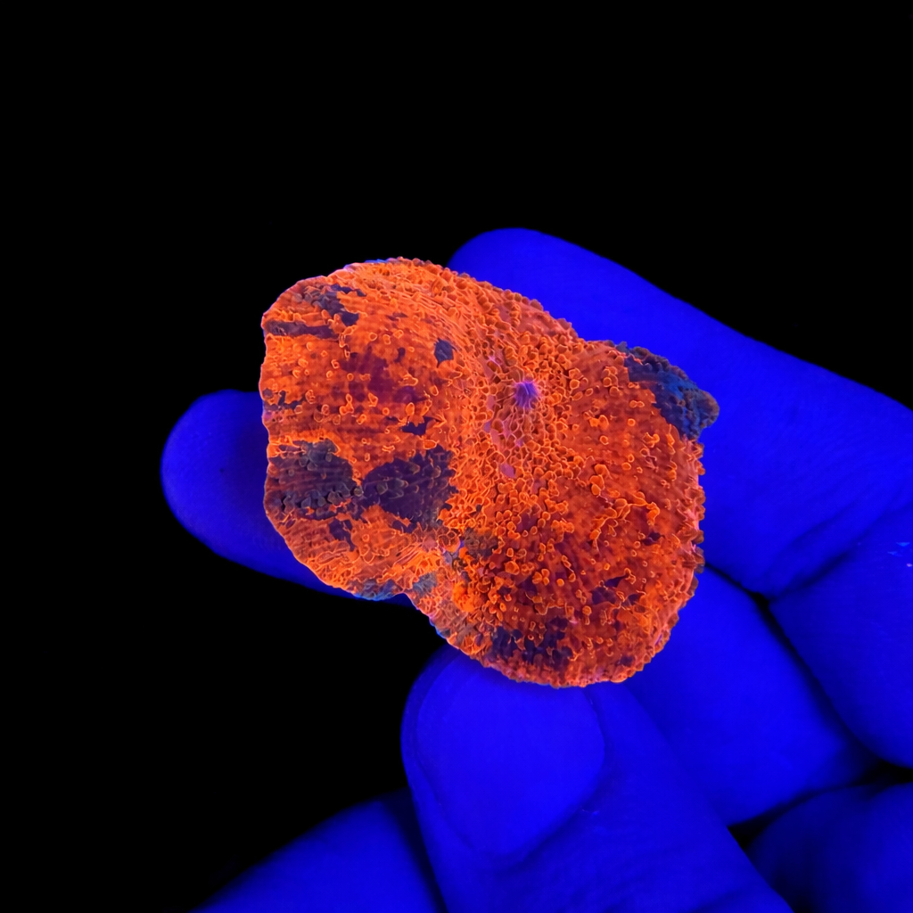 WYSIWYG Candy Crush Mushroom Coral