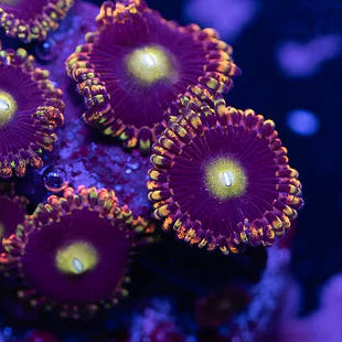 Bozos Birthday Zoanthids