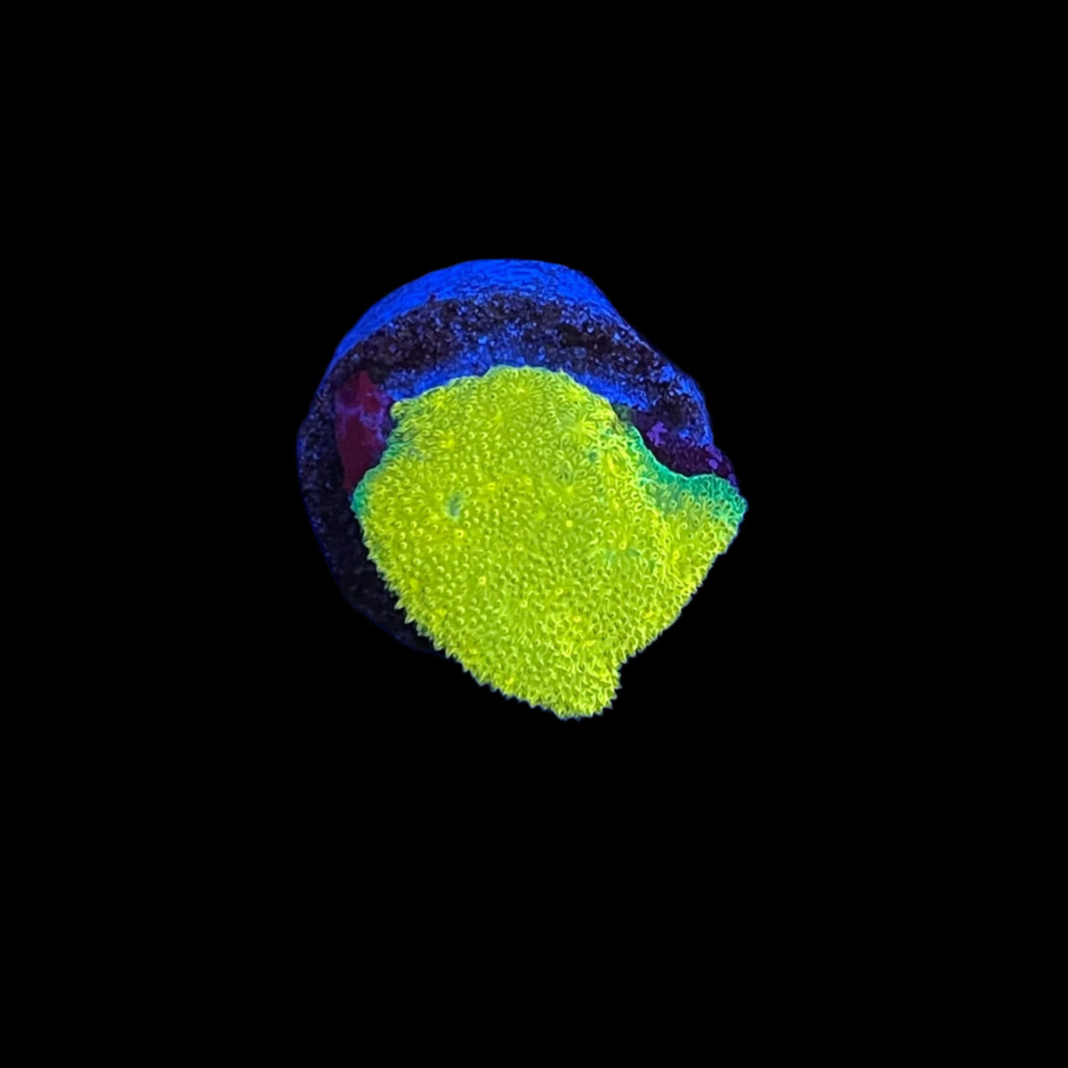 24K Gold Psammocora Coral