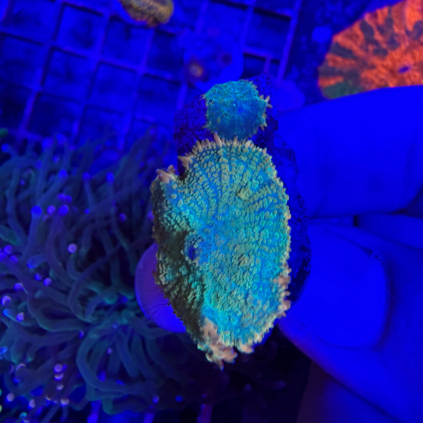 WYSIWYG High End Mushroom Coral