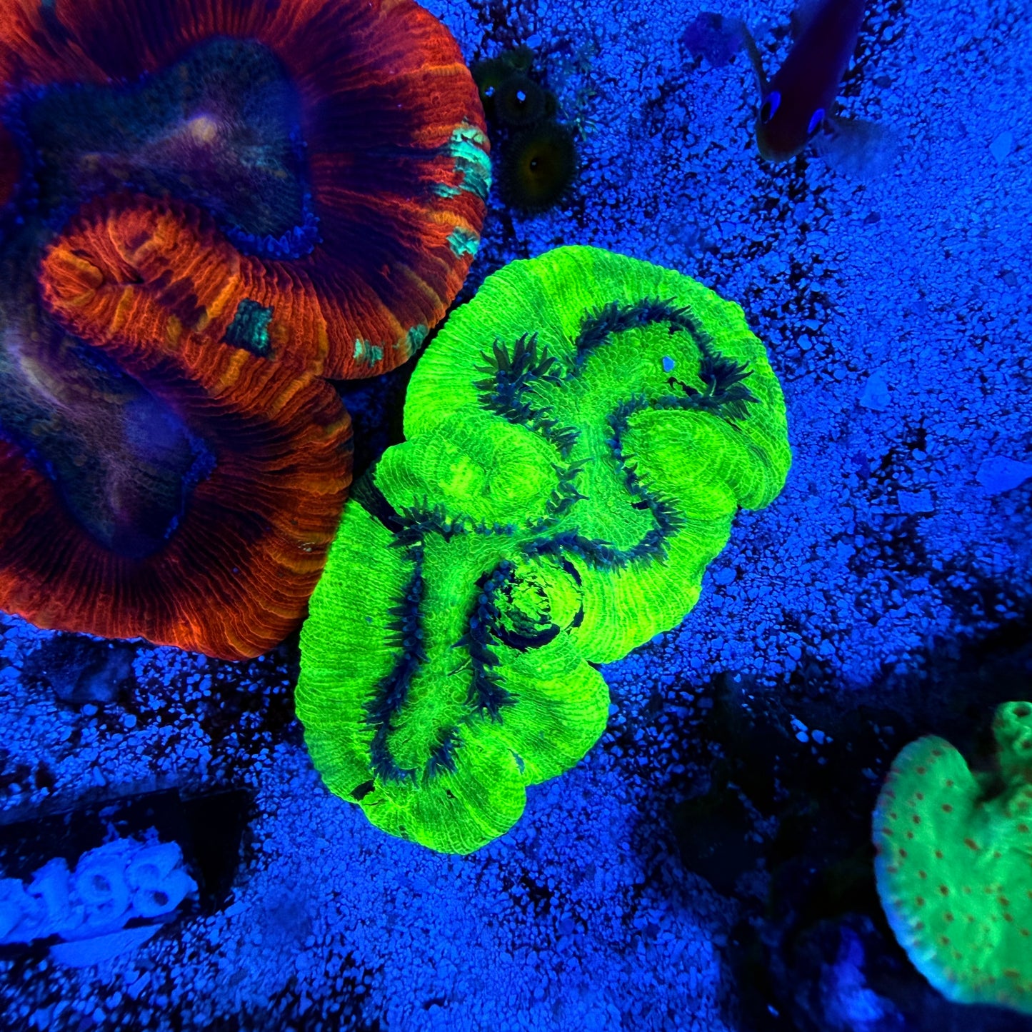 Ultra Green Trachyphyllia Coral