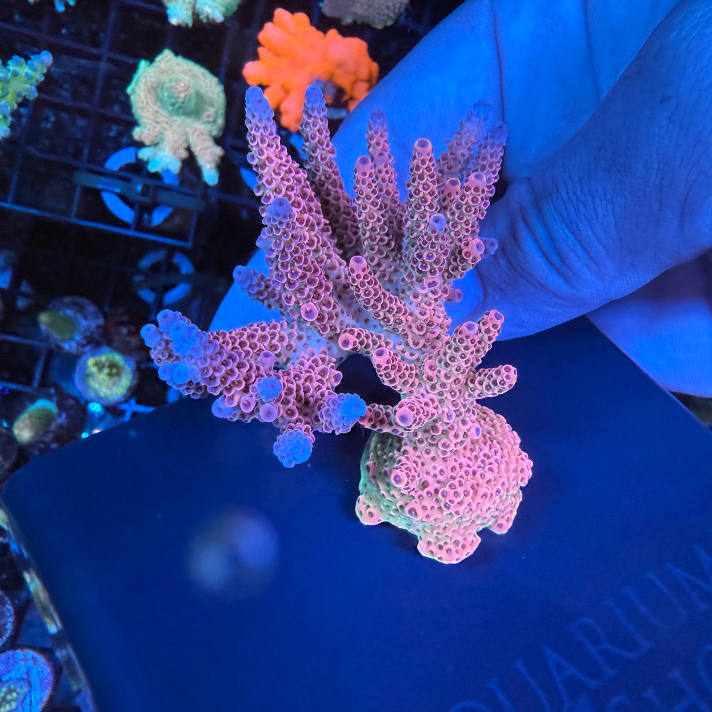 WYSIWYG AS Rainbow Millepora Colony