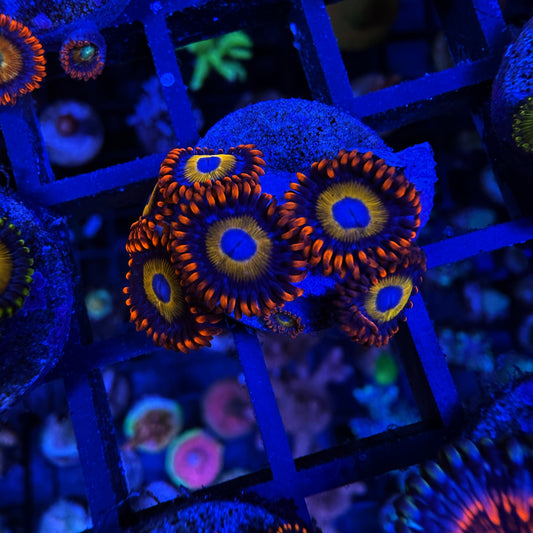 WYSIWYG Blue Eyed Bitches Zoa