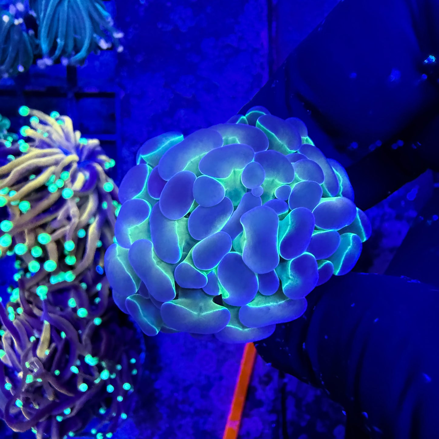 WYSIWYG Holy Hologram Hammer