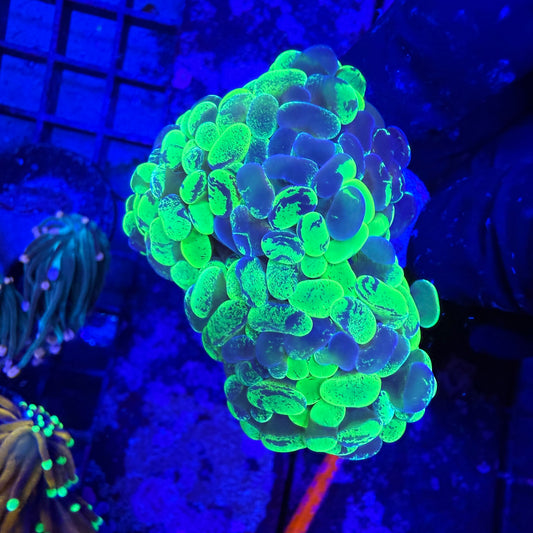 WYSIWYG Metallic Green Splatter Hammer