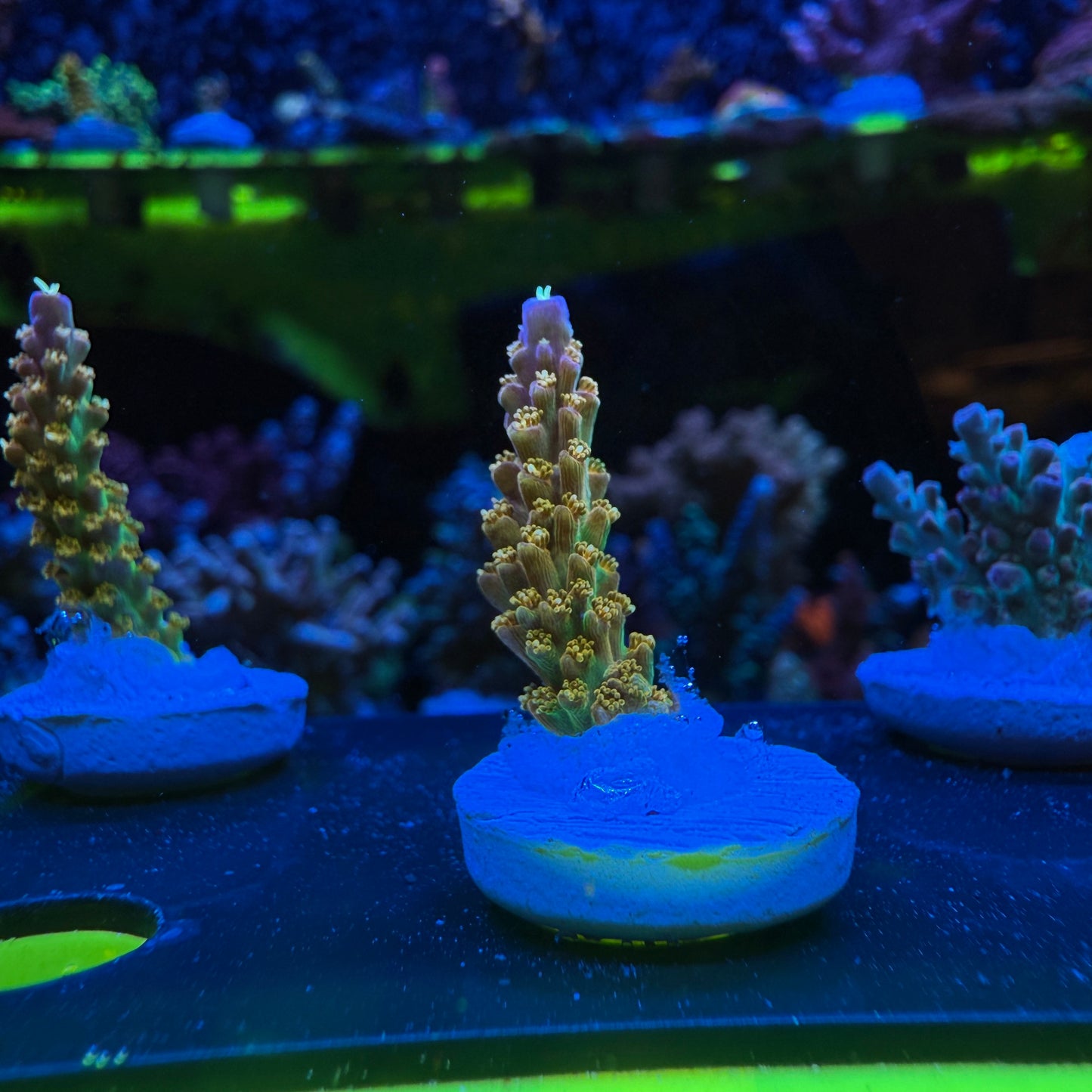 WYSIWYG Rainbow Loom