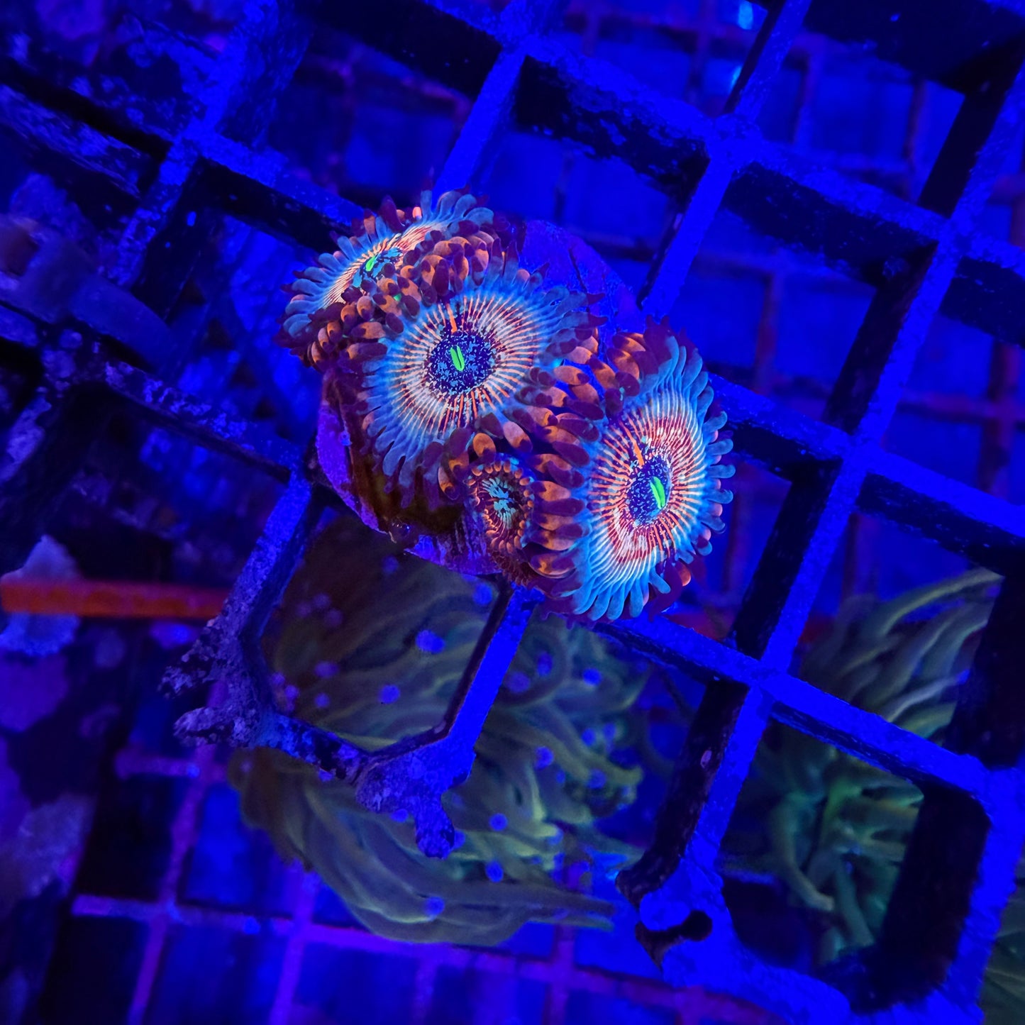 WYSIWYG White Zombies Zoas