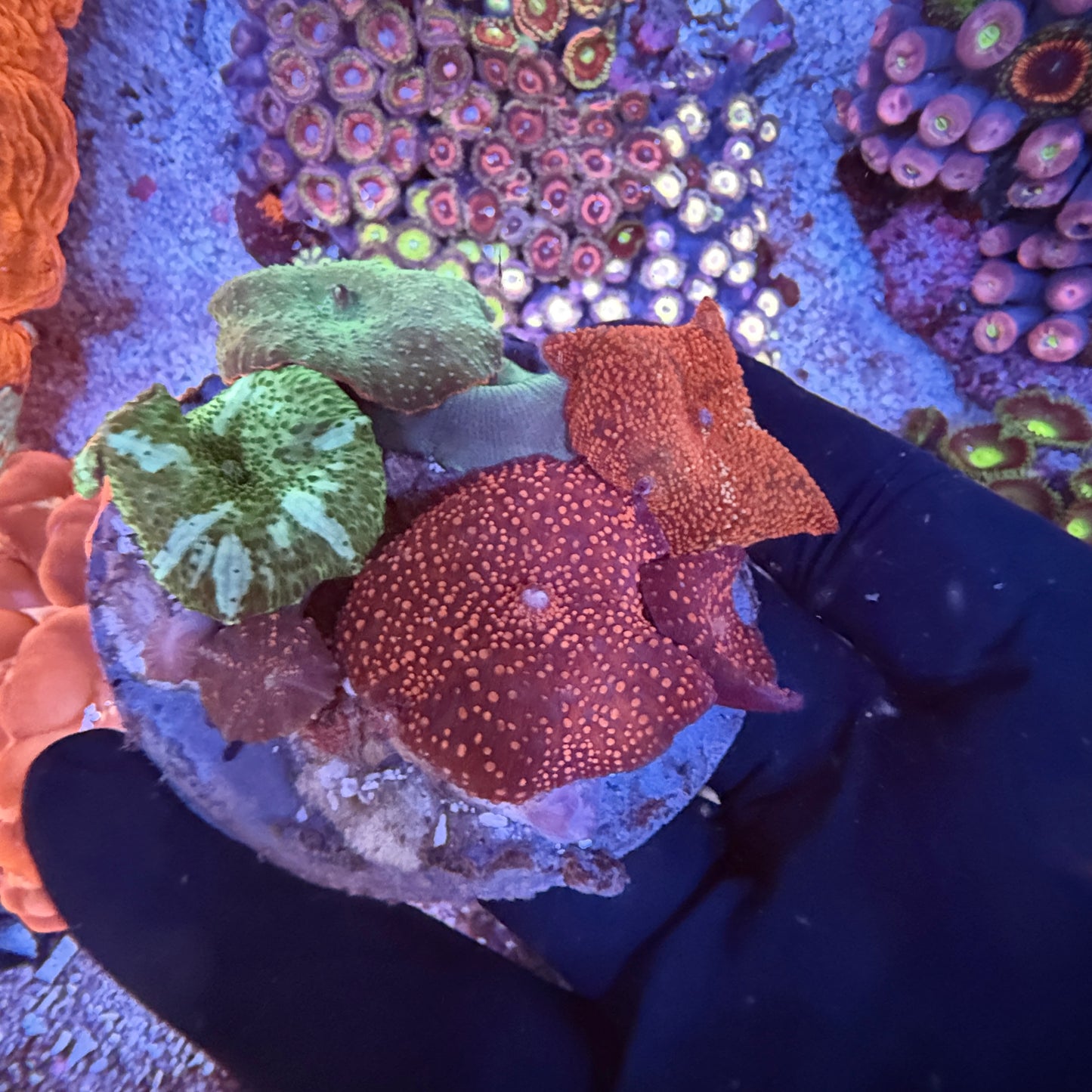 WYSIWYG Discosoma Mushroom Coral Rock