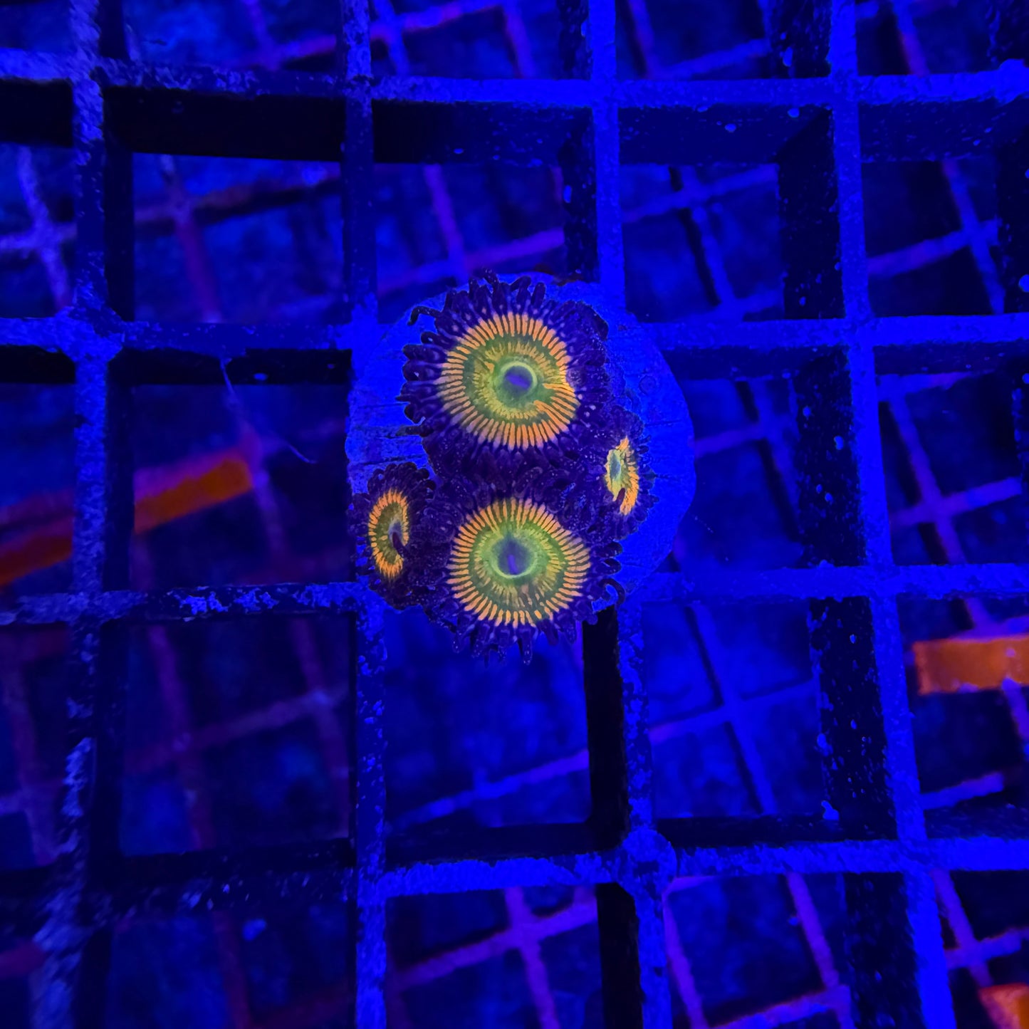 WYSIWYG Sunny D Zoas