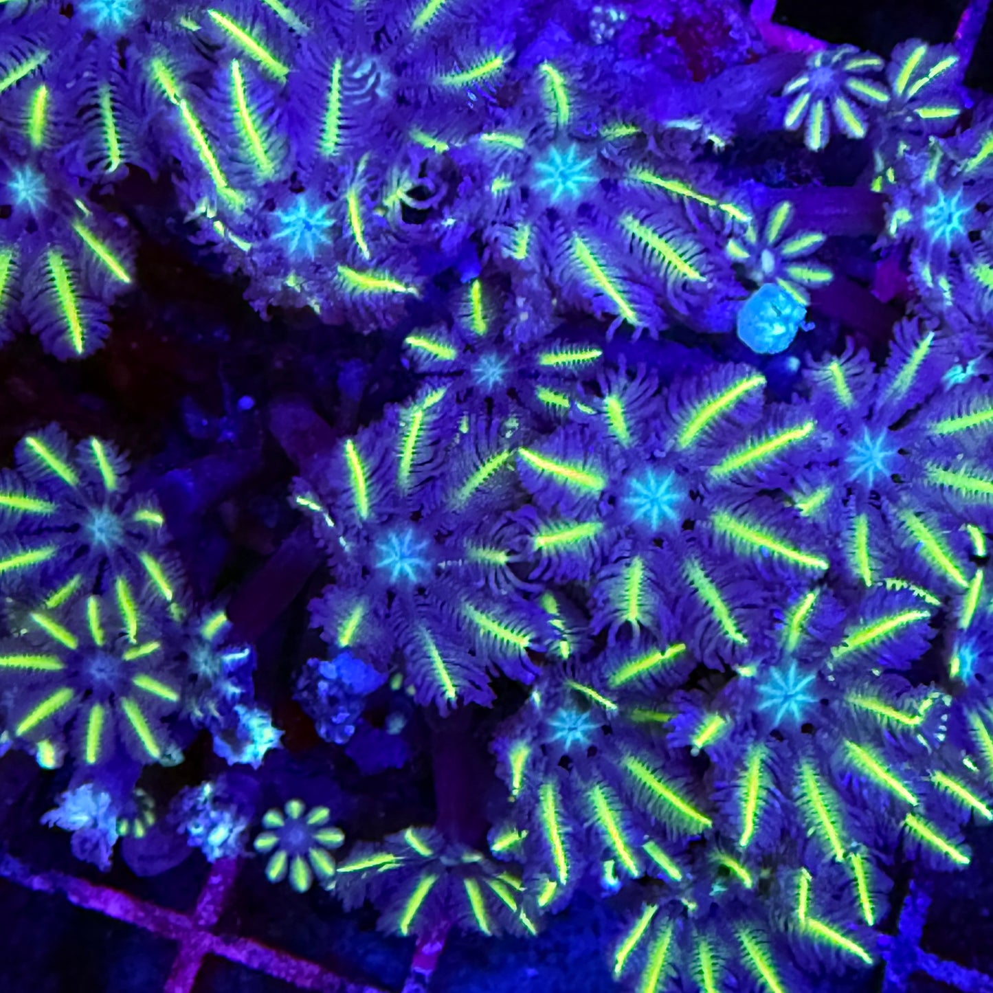 WYSIWYG Lightsaber Clove Polyps