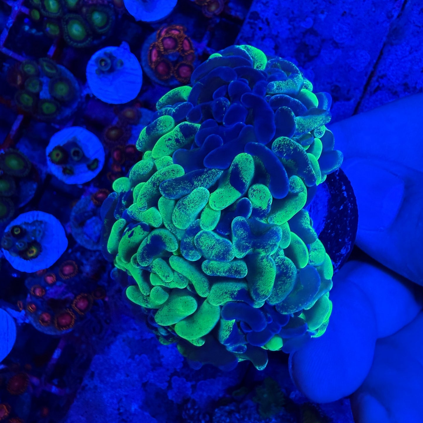 WYSIWYG Splatter Hammer