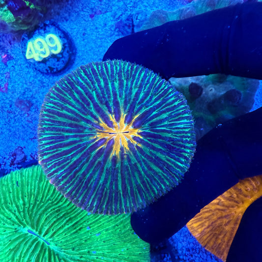 WYSIWYG Orange Mouth Green Fungia Plate