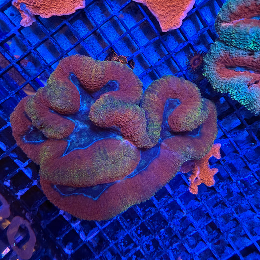 WYSIWYG Large Lobophyllia