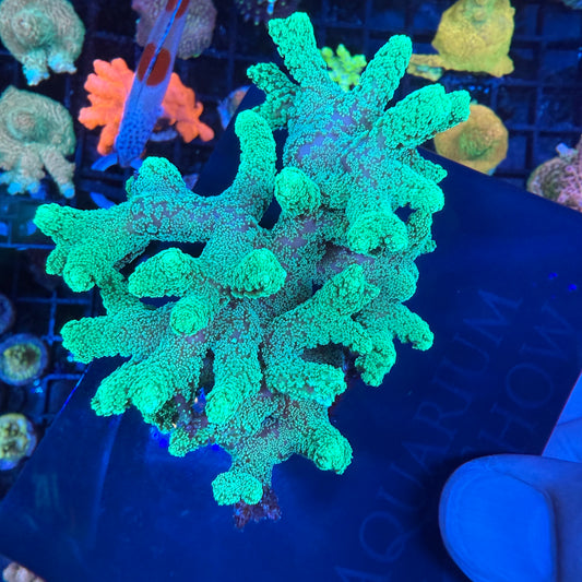 WYSIWYG Green Birdsnest Colony