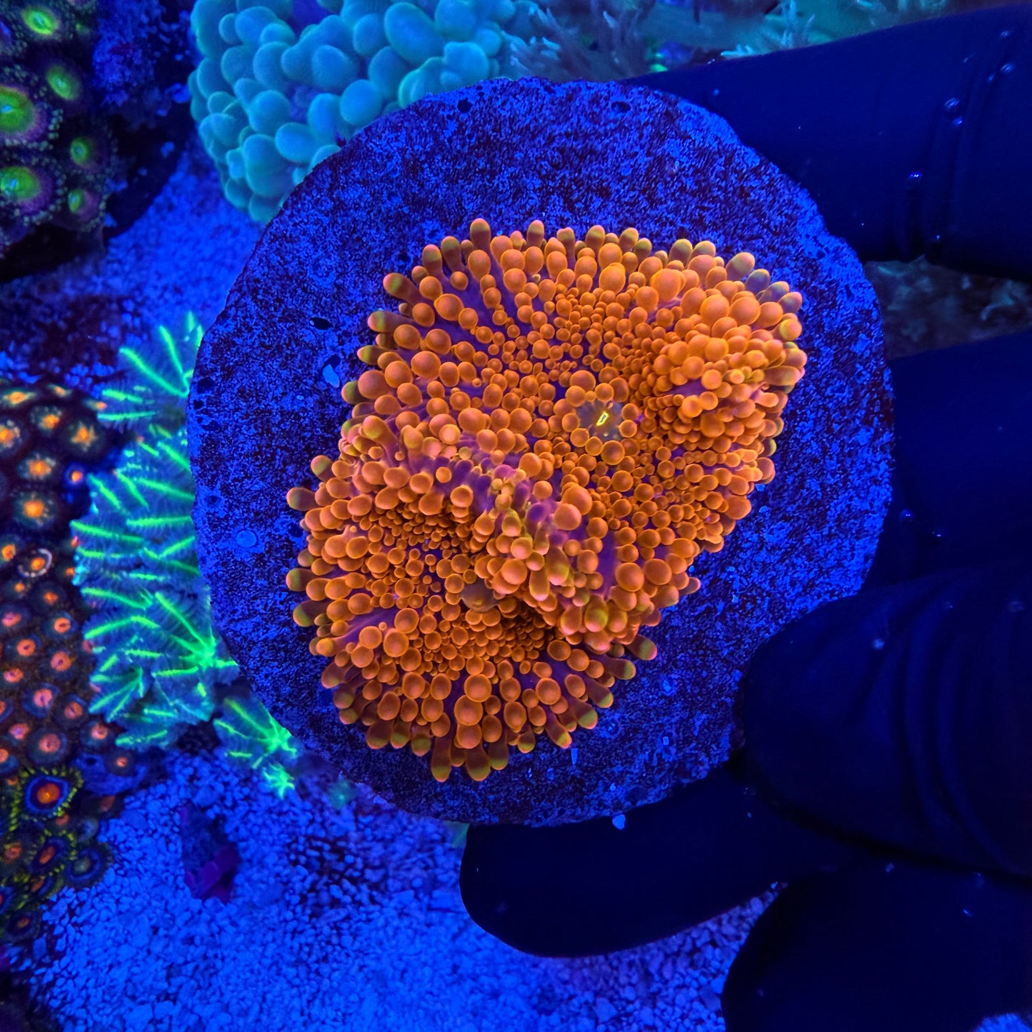 WYSIWYG Ultra Yuma Twins