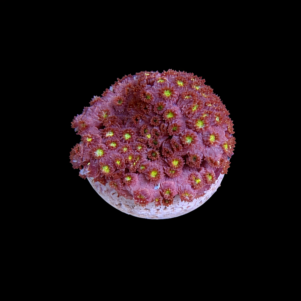 WYSIWYG Bling Bling Cyphastrea Coral Frag