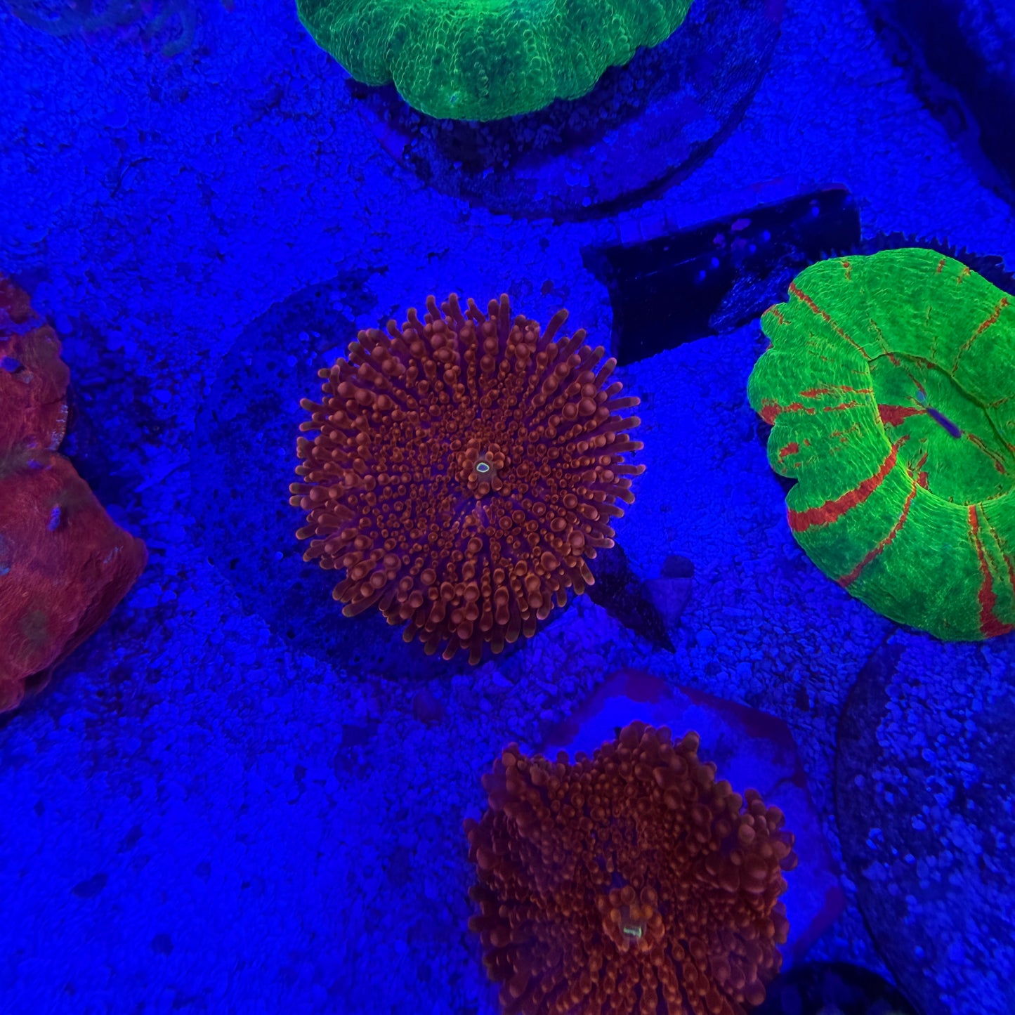 WYSIWYG Ultra Yuma Coral