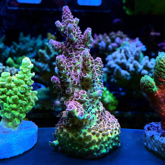WYSIWYG AS Rainbow Millepora