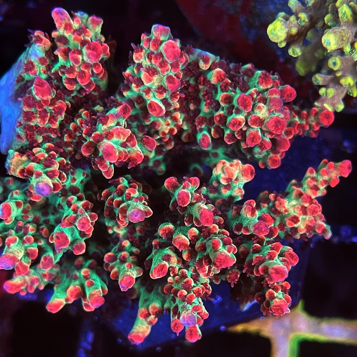 WWC Strip Tease Acropora