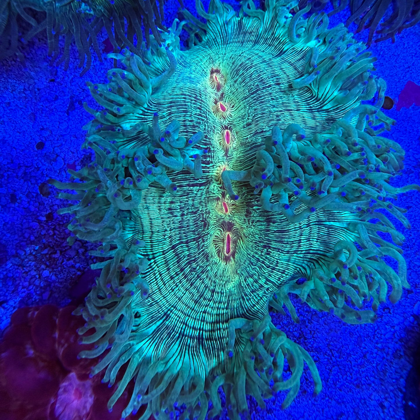 WYSIWYG Elegance Coral