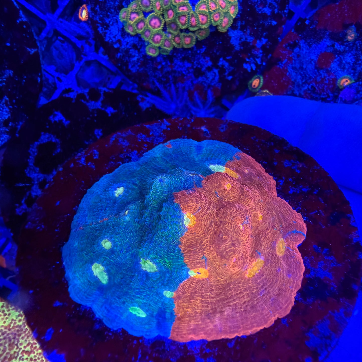 WYSIWYG Large Rainbow Chalice