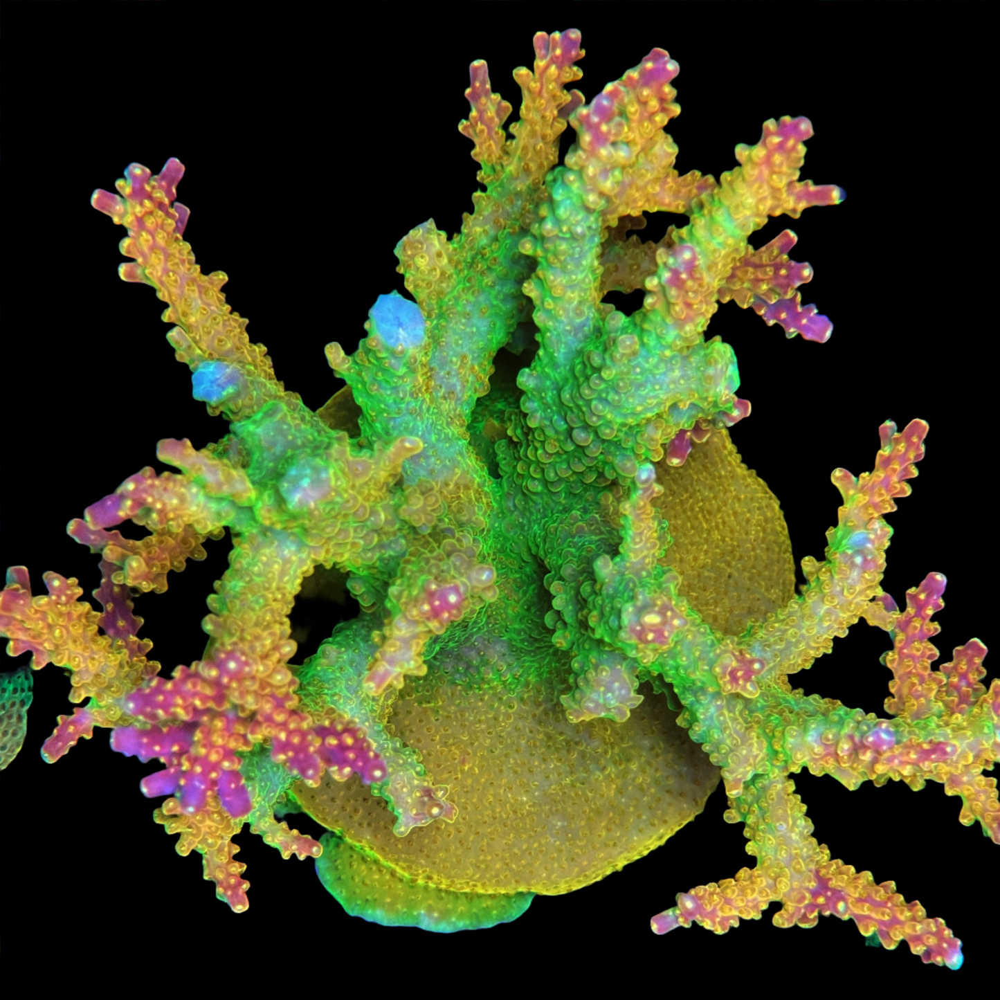 Paletta Pink Tip Acropora