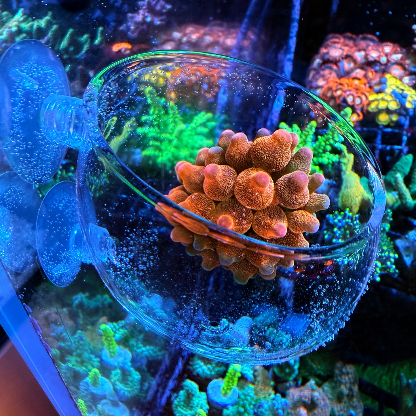 Rainbow Bubble Tip Anemone Glass Cup Combo