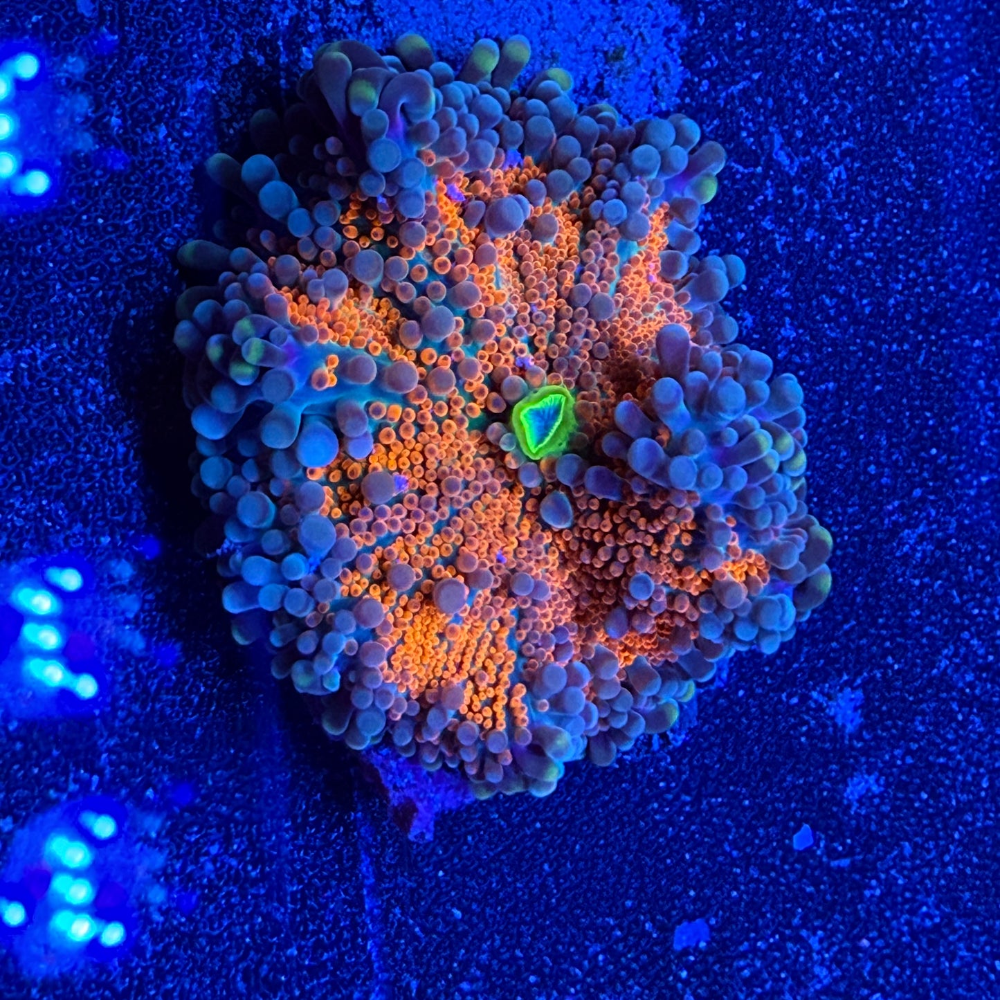 WYSIWYG Ultra Yuma Mushroom Coral