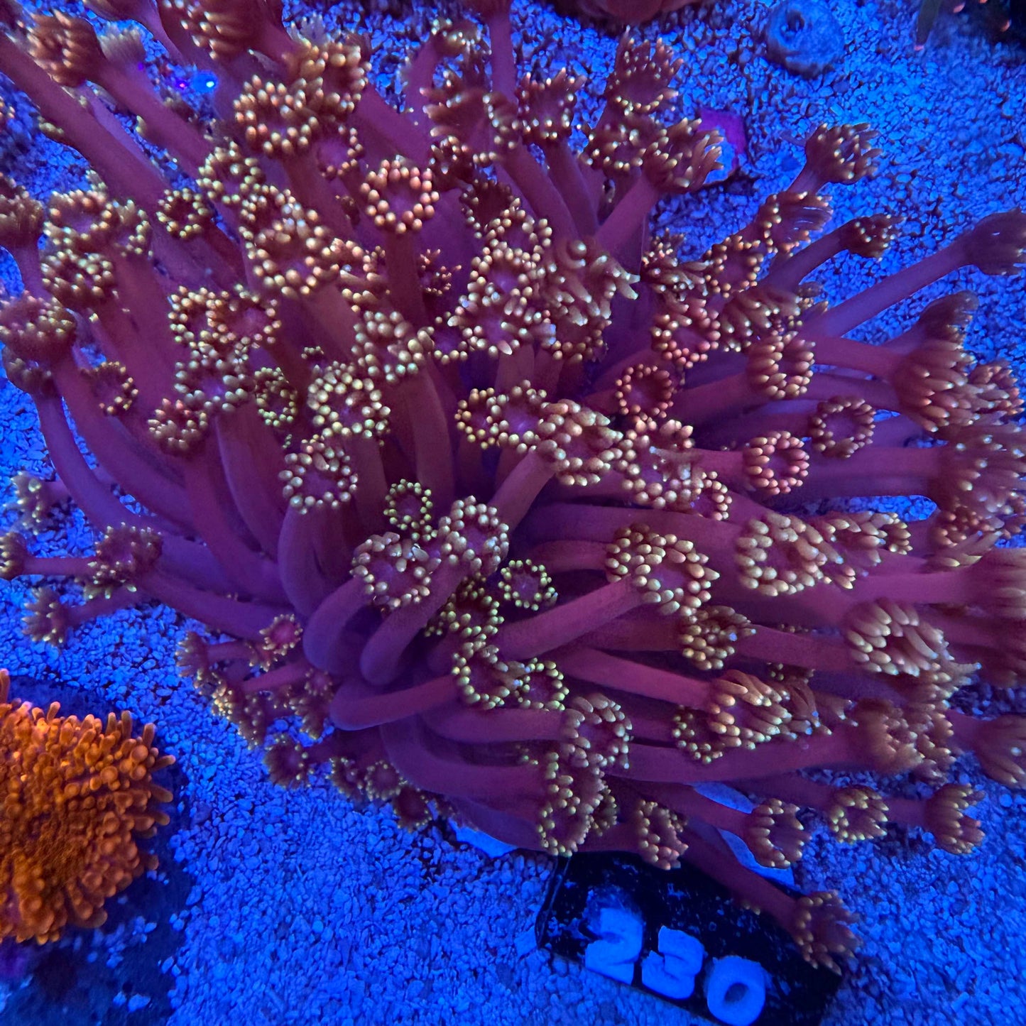 WYSIWYG High Grade Goniopora Coral