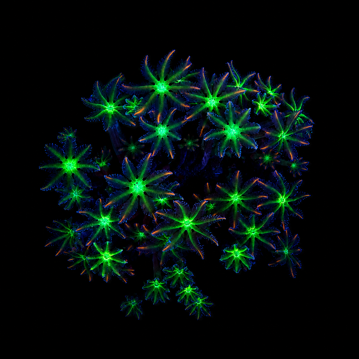 WYSIWYG Ultra Clove Polyp Coral