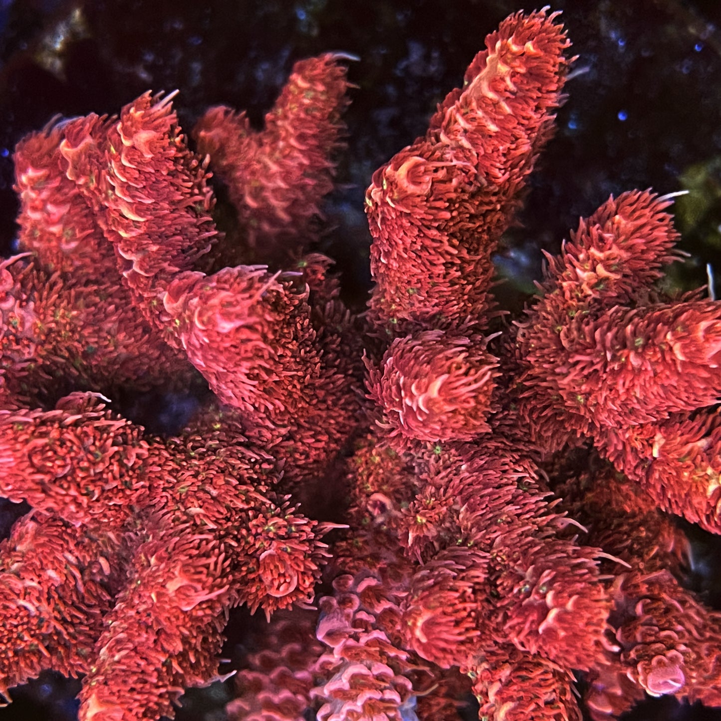 AS Bloody Mary Millepora