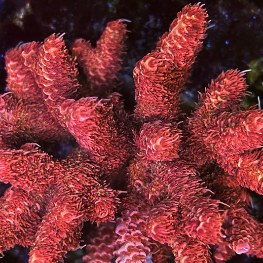 AS Bloody Mary Millepora