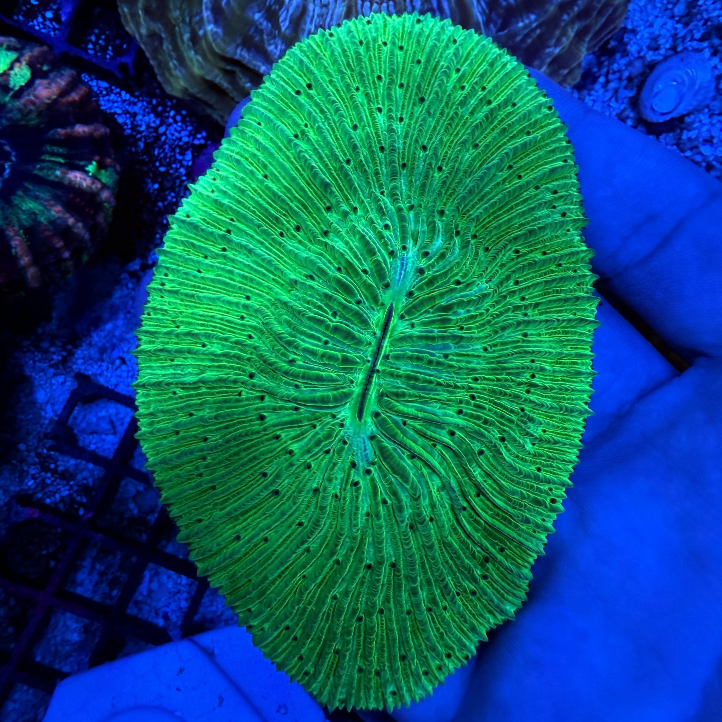 WYSIWYG Green Plate Coral