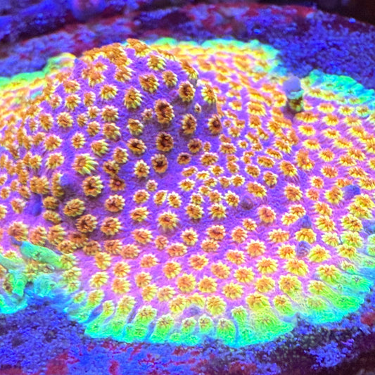 Skittle Bomb Cyphastrea