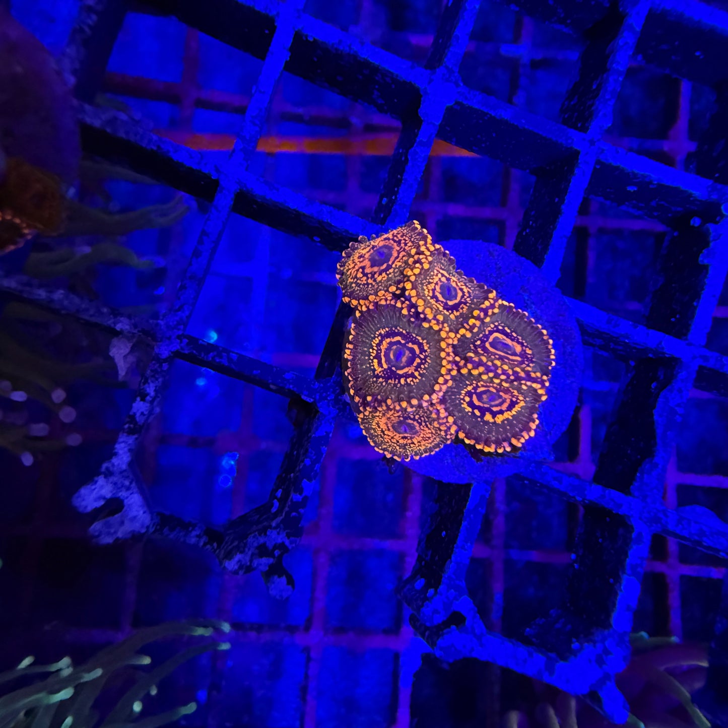 WYSIWYG JF Azz Krakatoa Zoas