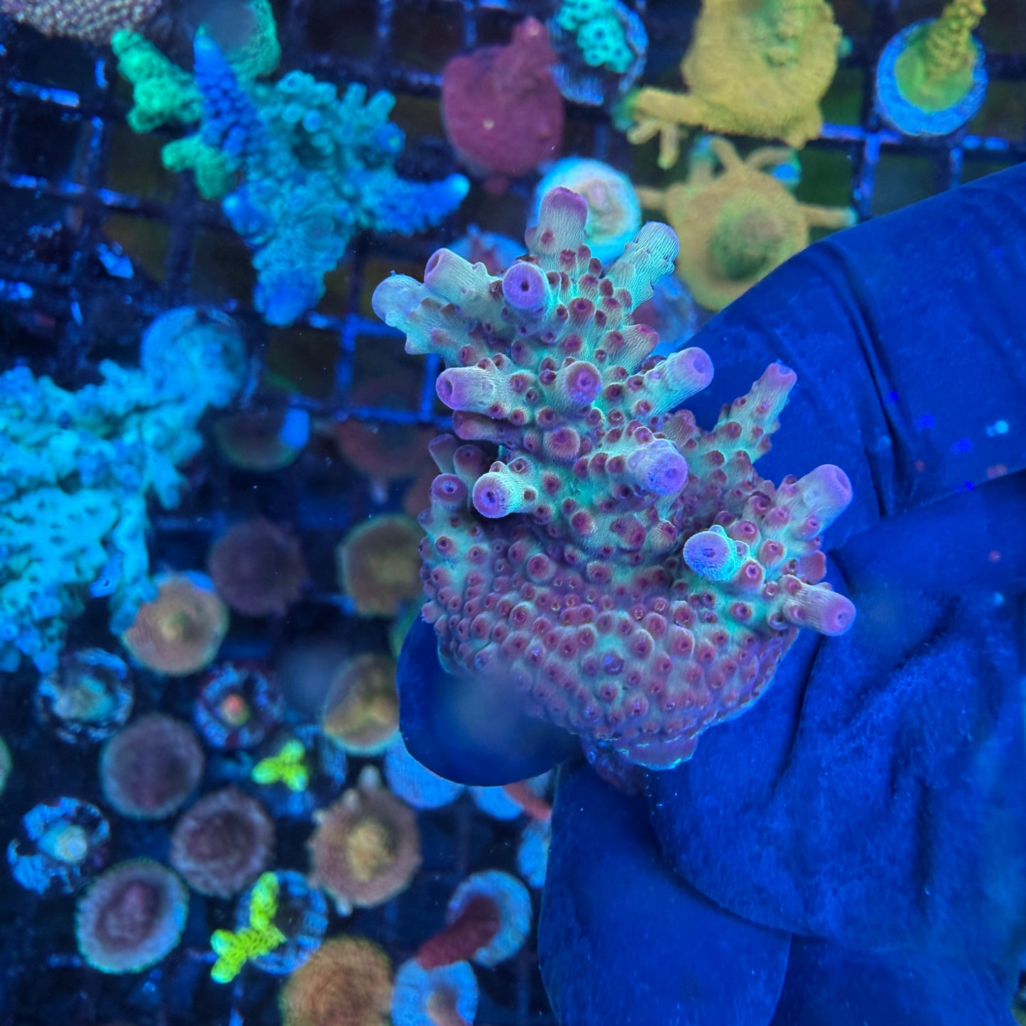 WYSIWYG AS Joker Acro Lg