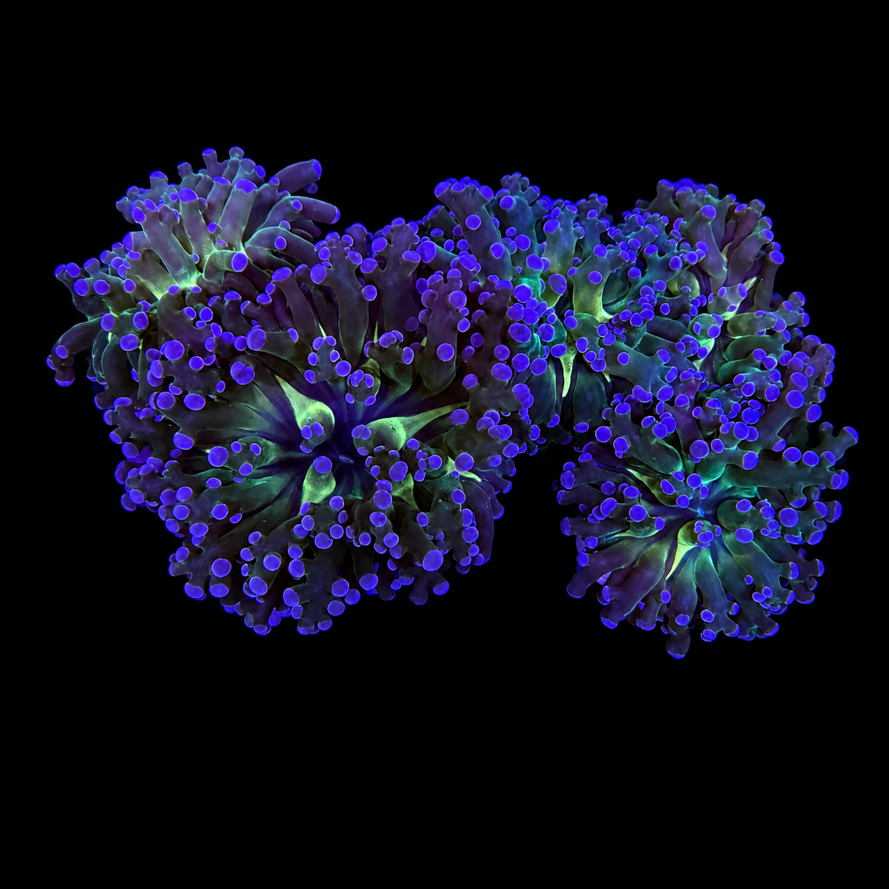 Purple Tiger Frogspawn Coral