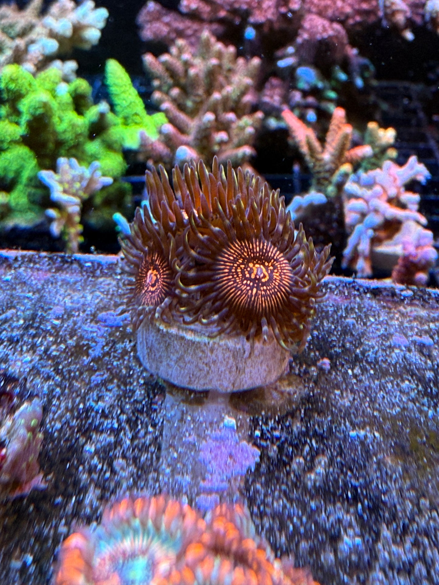 WYSIWYG Steanger Things Coral