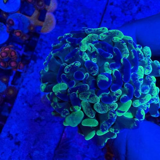 WYSIWYG Splatter Hammer