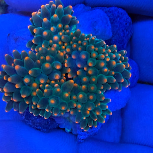 WYSIWYG Orange Tip Bubble Tip Anemone